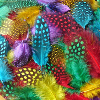 Exotic Spotted Feathers